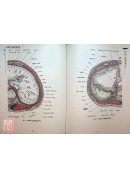 危險穴位臨床解剖學