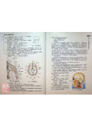 危險穴位臨床解剖學